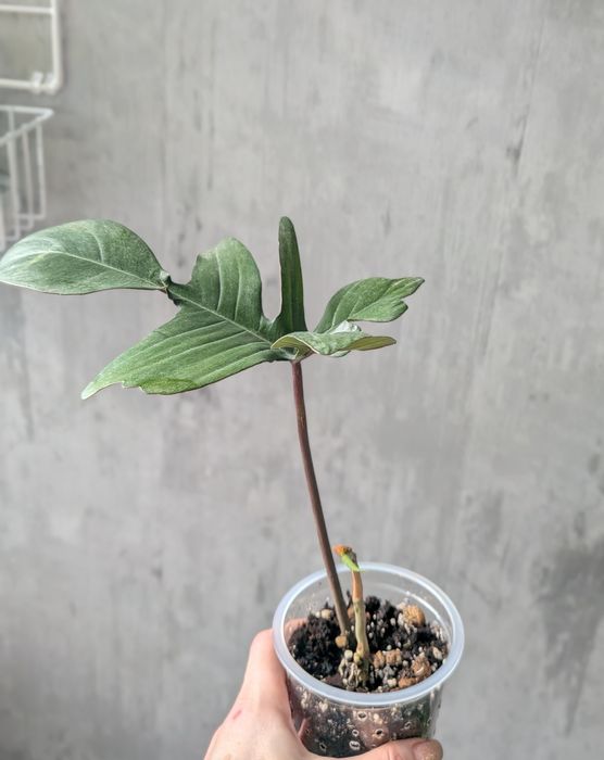 Продам филодендрон сорта Florida Green