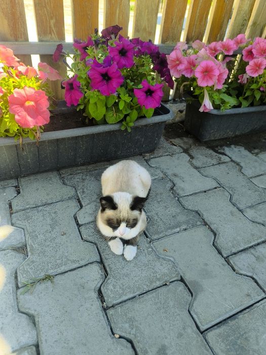Отдам кошечку в добрые руки