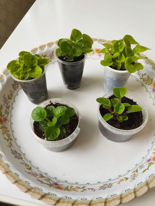 Детки комнатных цветов