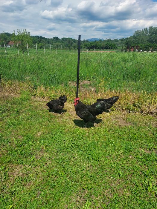 Oua pentru incubat Australorp Negru