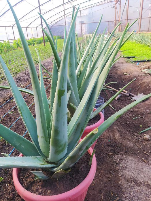Алое вера сотилади