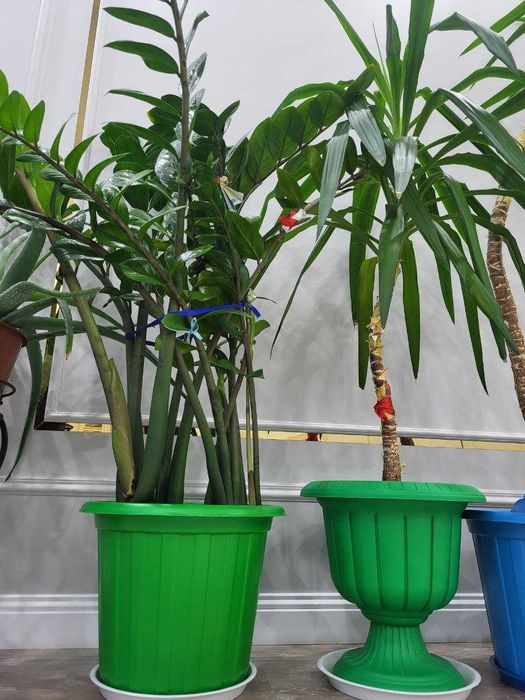 продам комнатные растения