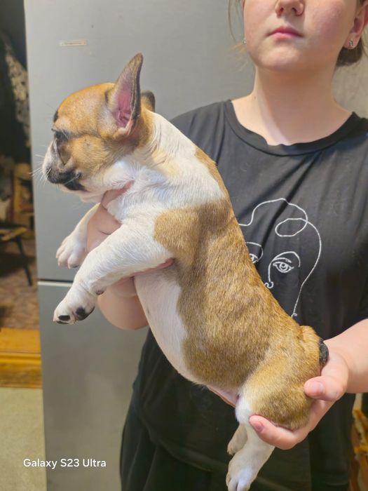 Продам щенка французский бульдог