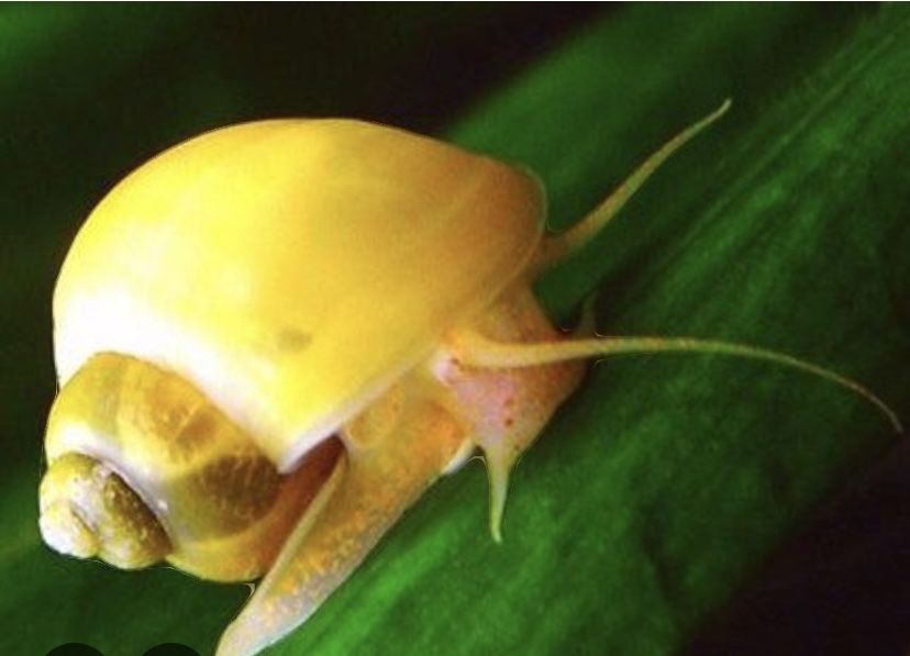 Продам аквариумы и рыбок .