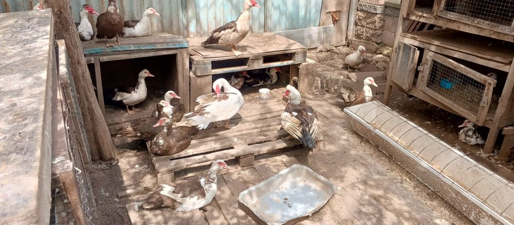 Инкубационное яйцо индоуток