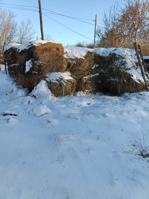 Продам сено тюках и открыто