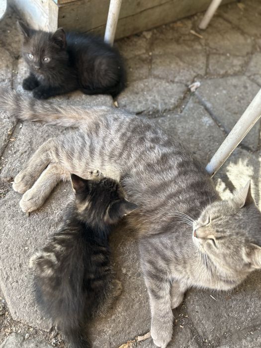 Отдам котят в хорошие руки