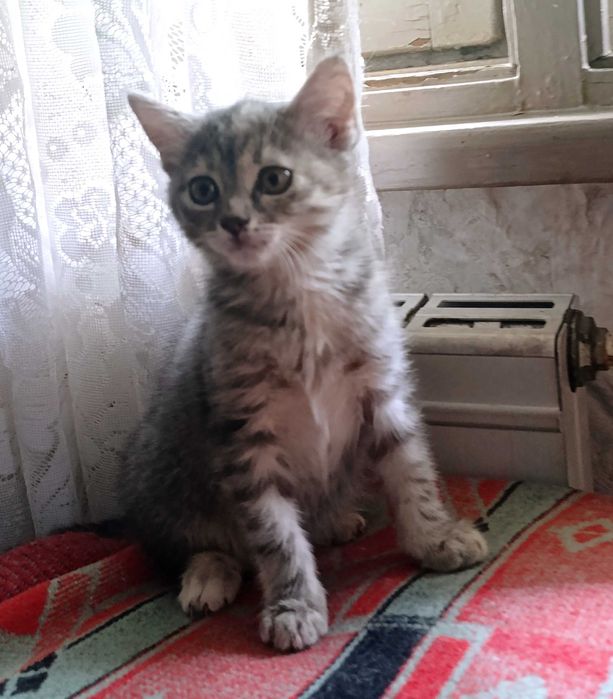 Подарявам малки котета