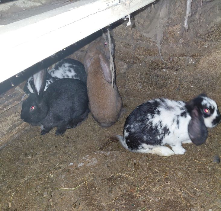 Породисти зайци ...