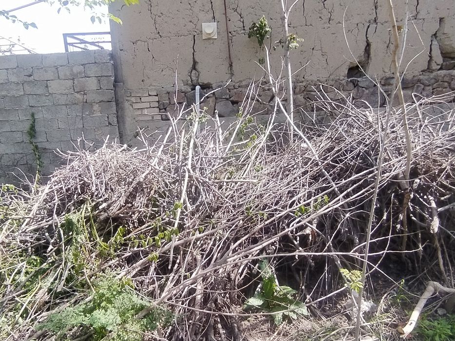 Qurigan o'tin shox sotiladi