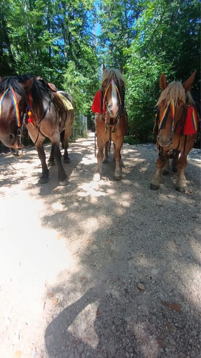 De vânzare 3 cai castrați