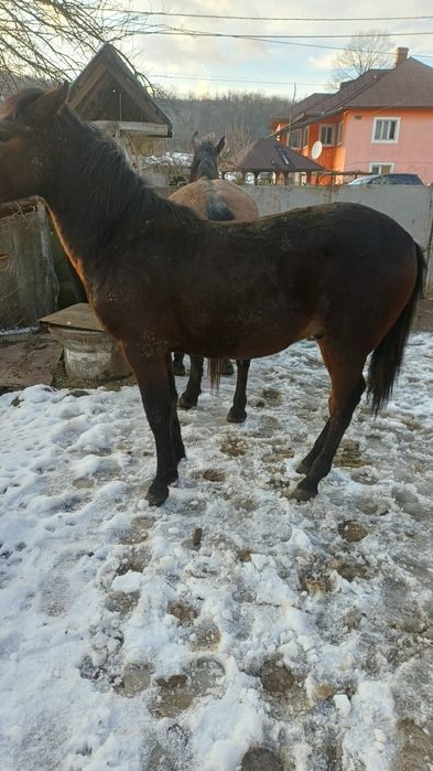 Mânz în vârstă de un an