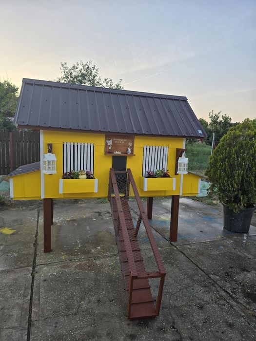 Cotet de găini  de vanzare