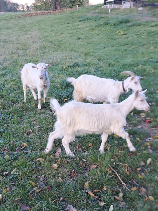 Vând 4 capre tinere, gestante