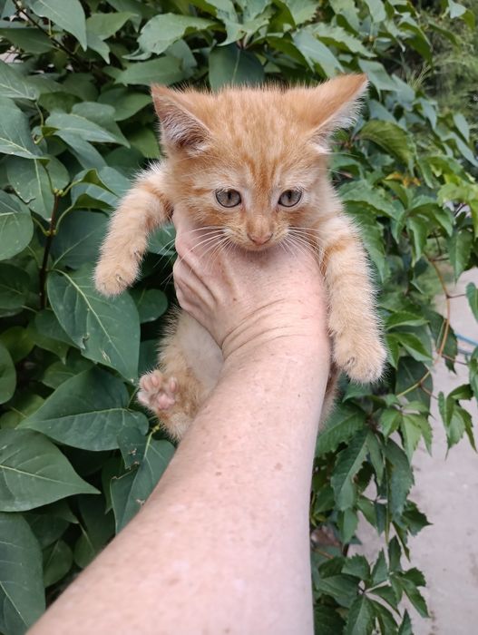 Отдам даром двух котят.