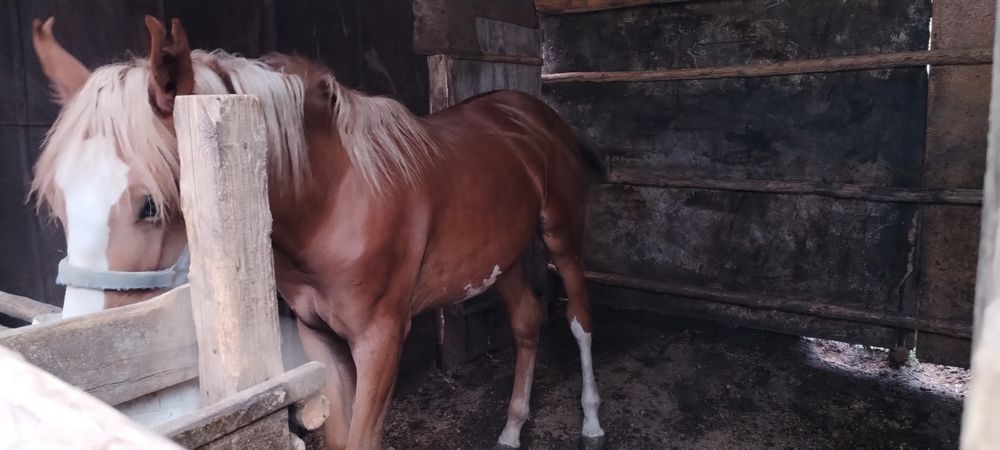 Семіртілген ірі тай сатам