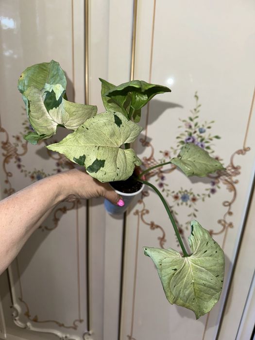 Комнатные цветы Дифенбахия