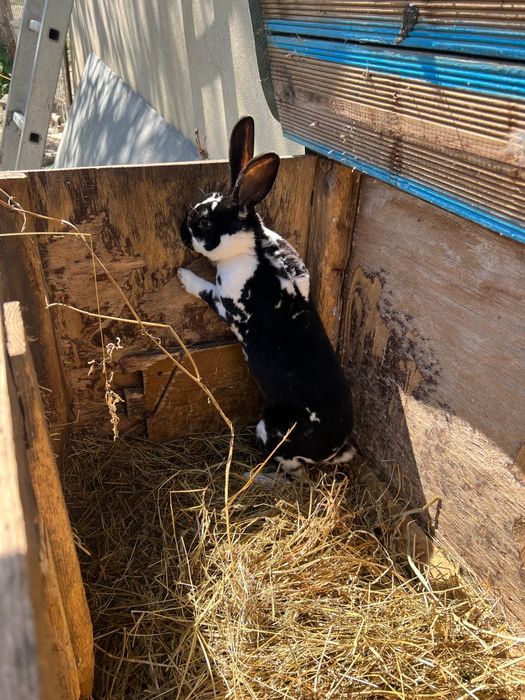 Iepuri rasa Rex de vanzare