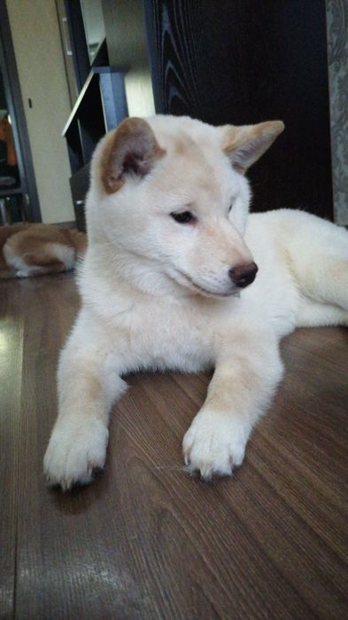 Продаются щенки Сибо-ино "Shiba-ino"