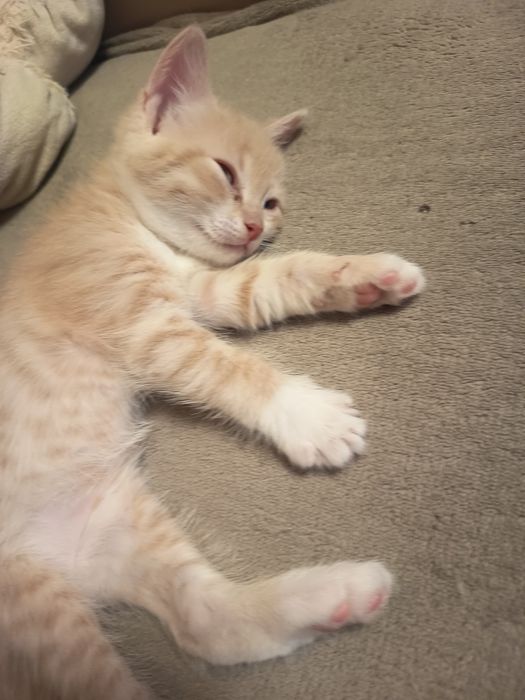 Подарявам котки една майка с две малки