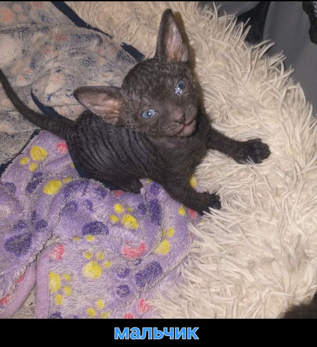 Канадские котята 1 месяц.