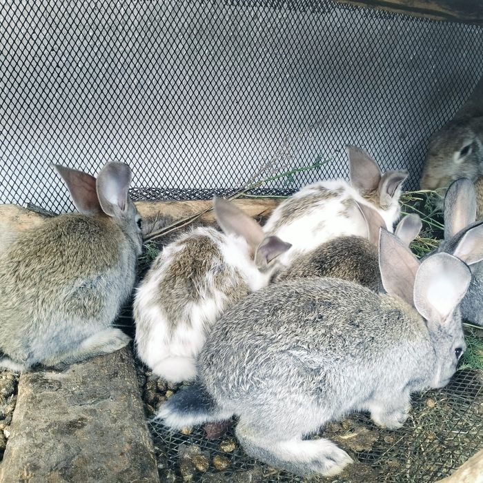 Продаются крольчата