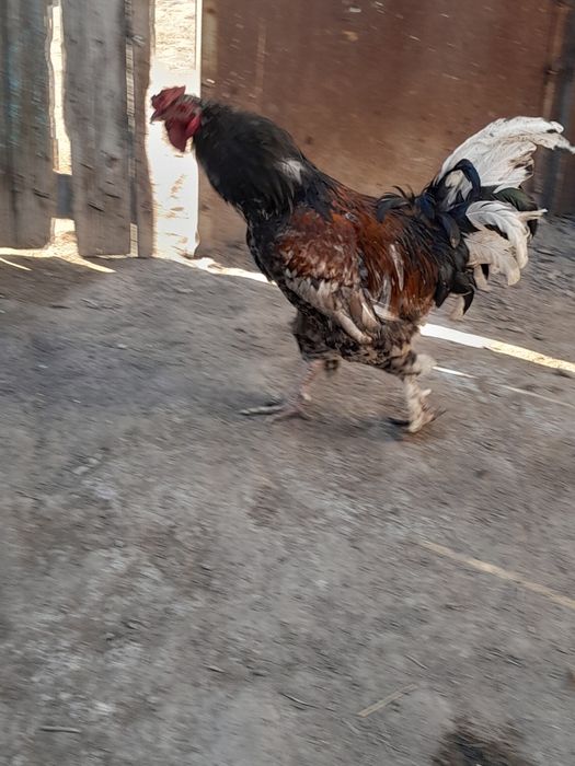 Продам Петухов крупных