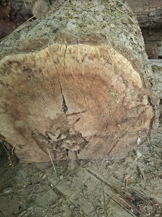 Lemn de nuc uscat rustic