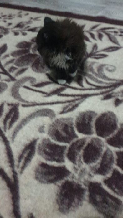 Котята наполовину британцы