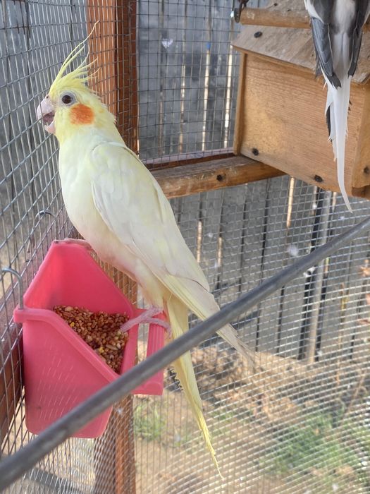 Pereche Papagali Nimfe