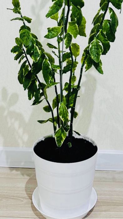 Цветок Педилантус