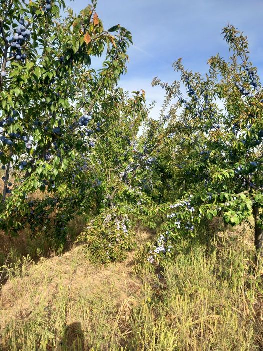Vând livada tânără de pruni anaspet(100 de pruni de 6 ani), comuna Bogati, Dealul satului.