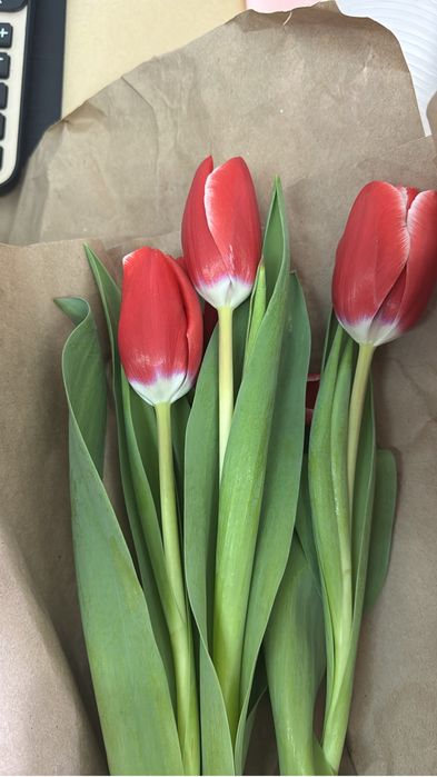 Тюльпаны 380тг от 100шт