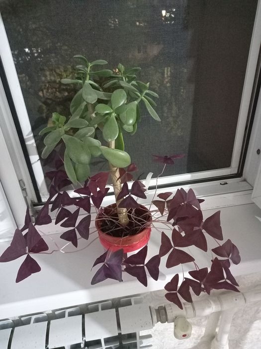 Цветы продаётся комн