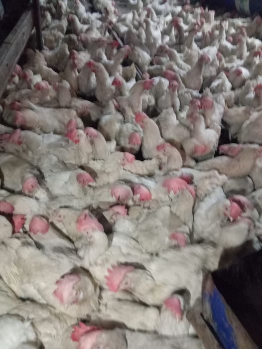 Продается курица