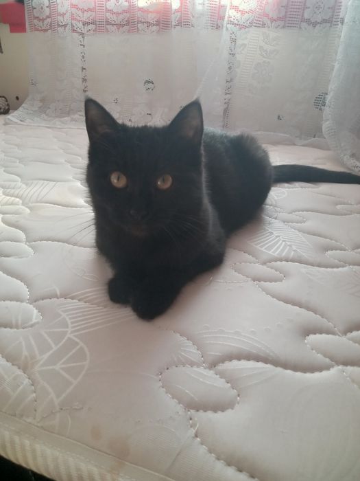 Отдам в добрые руки