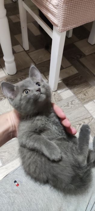 Котята мальчик девочка