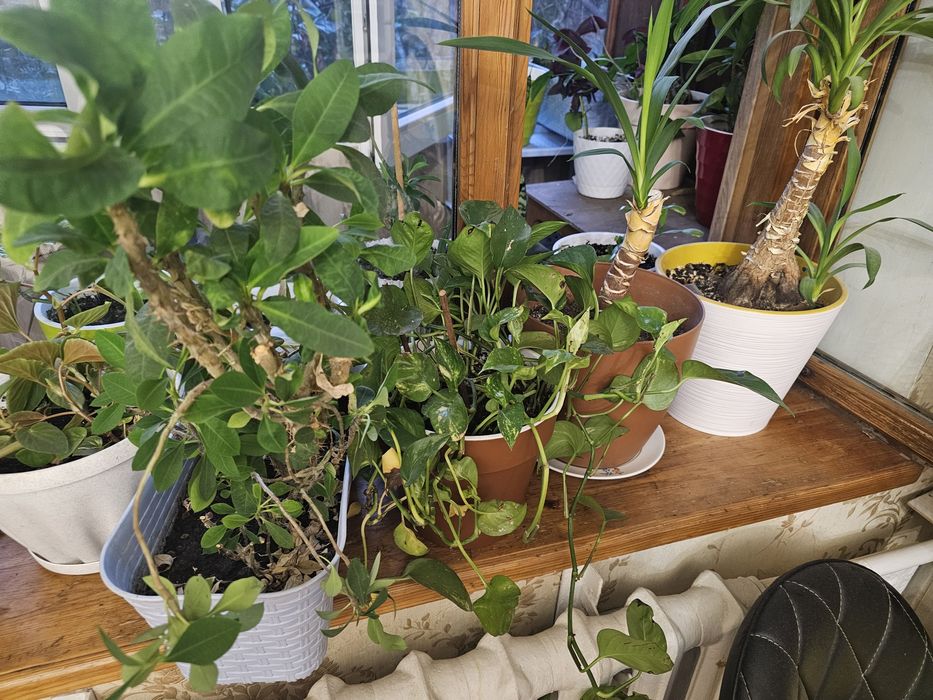 Комнатные растения драцена