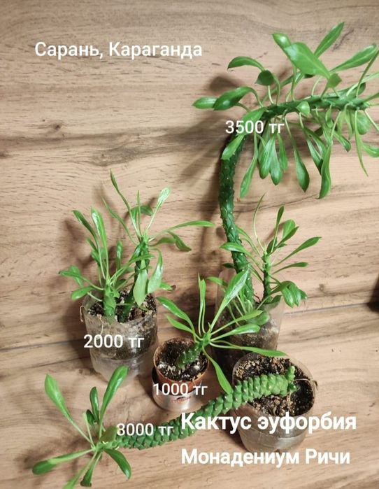 Суккуленты, кактусы,алоэ