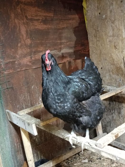 Продам курица джерскый гегант