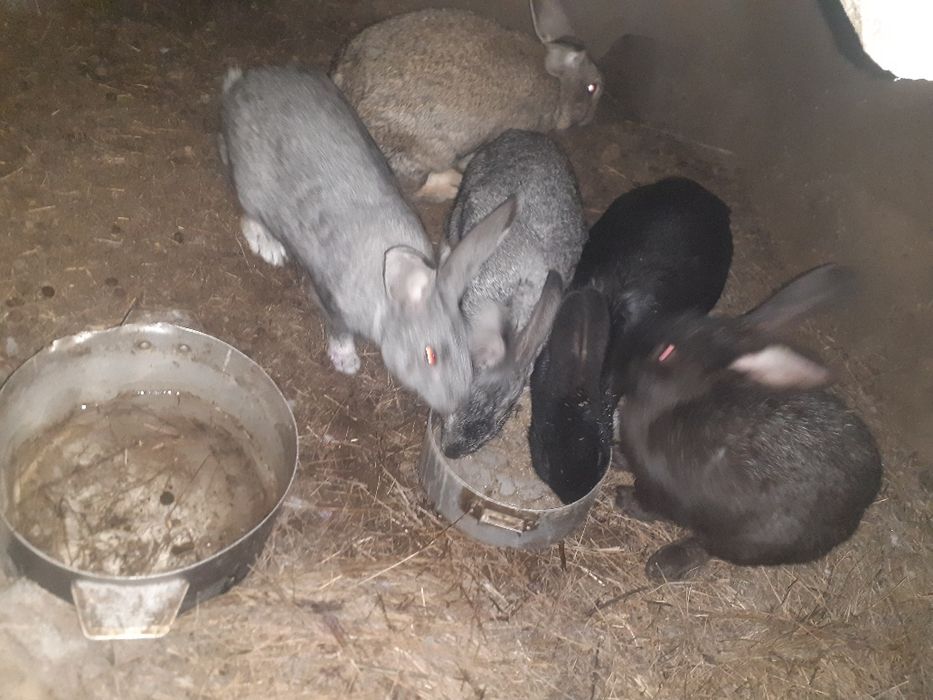 Продам кроликов разных