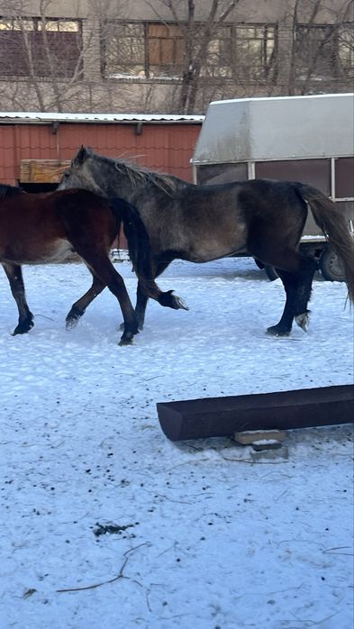 Продам кобылу со степи