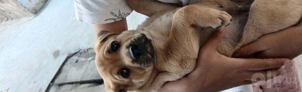 Labrador iti ug'il bola