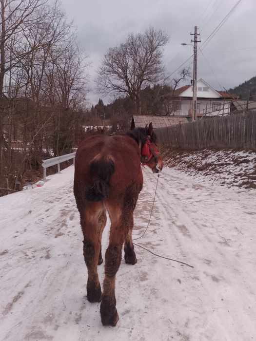 Vând mânz de 2 ani