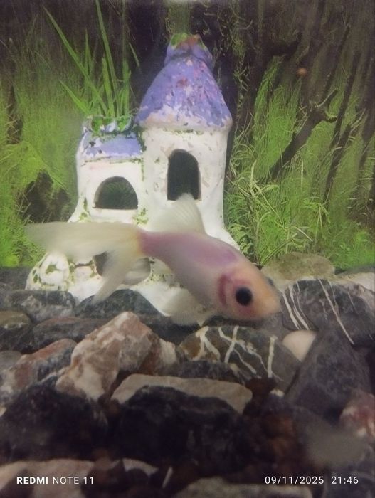 koi lar sotiladi va abmen bor