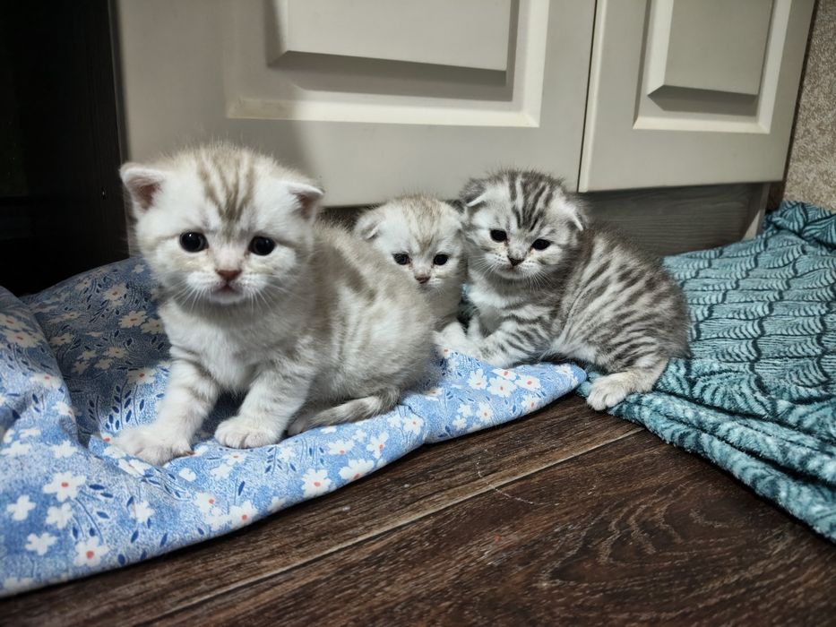 Продаются котята британцы