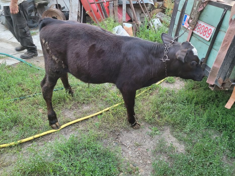 Vând viței două vițele și doi tăurași