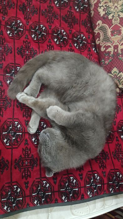 Skotich fold ogil bola