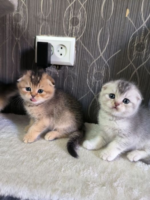 Прекрасные игривые котята