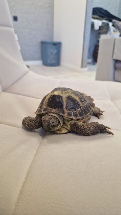 Черепаха сухопутная